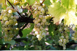 Seibel 13666 Grapes 2