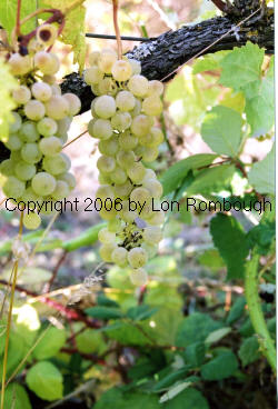 Seibel 13666 Grapes 3