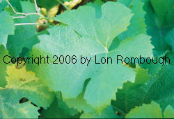 Semillon Grapes 1