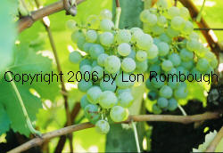 Semillon Grapes 2