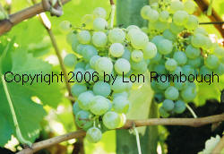 Semillon Grapes 3