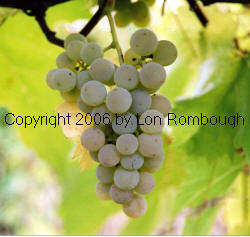 Seyval Blanc Grapes 2