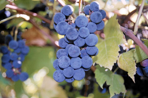 St. Croix Grapes 1