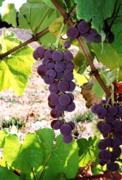 Suffolk Red Grapes 1