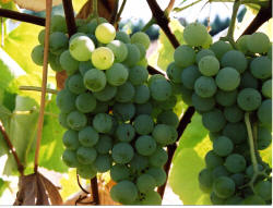 Swenson White Grapes 1