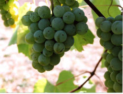 Swenson White Grapes 2