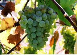 Swenson White Grapes 3