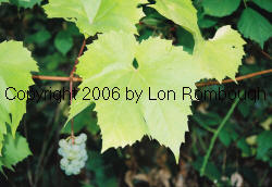 Totmur Grapes 1