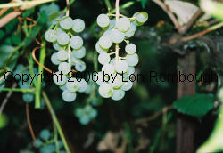 Totmur Grapes 2