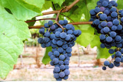 VeePie Grapes 4
