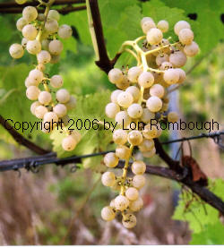 Vidal Blanc Grapes 1