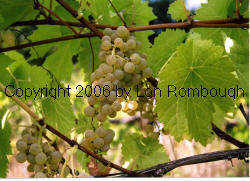 Vidal Blanc Grapes 2