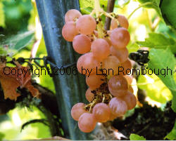 Vineland 71121 Grapes 1