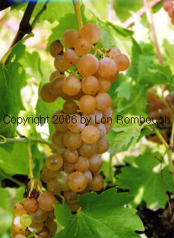 Vineland 71121 Grapes 2