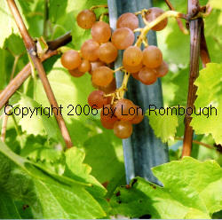 Vineland 71121 Grapes 4