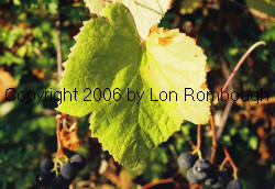 Wilder Grapes 1