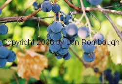 Wilder Grapes 2