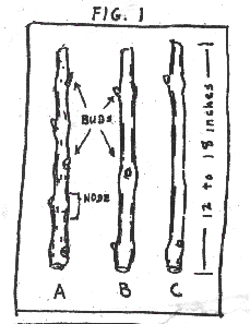 fig.1