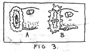 fig.3