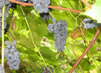 valiant grapes