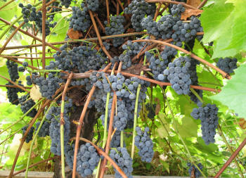 Valiant Grapes 2